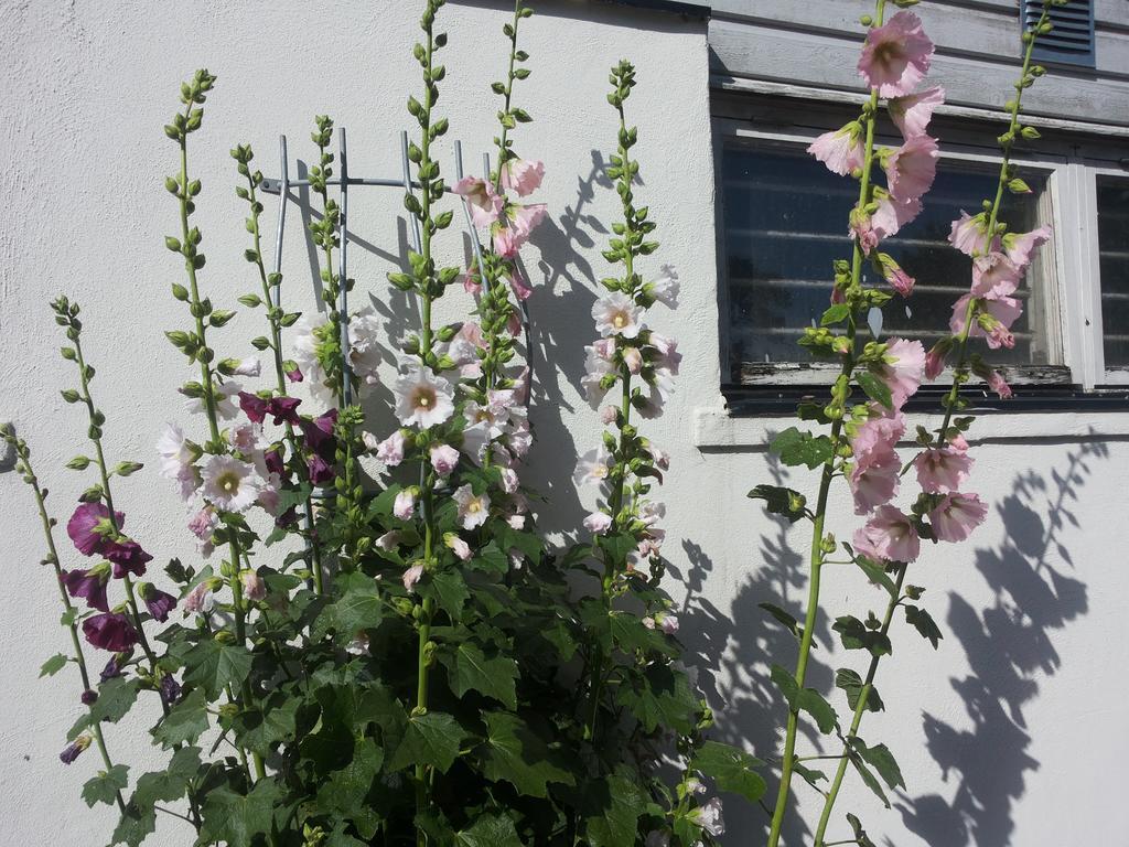 Affittacamere Laegenhet Lillisgarden Vallåkra Esterno foto